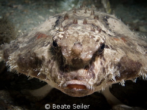 Roughback Batfish by Beate Seiler 